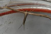 Emmelina monodactyla