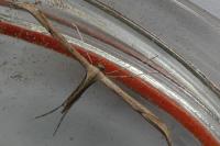 Emmelina monodactyla