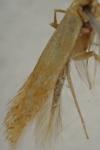 Tischeria dodonaea