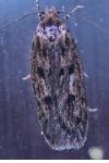 Hofmannophila pseudospretella