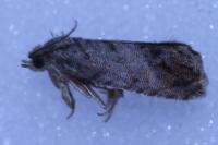 Cydia splendana