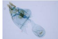 Bactra venosana