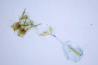 Cnephasia cupressivorana