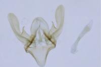 Bankesia conspurcatella