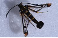 Synanthedon conopiformis