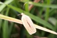 Agonopterix pallorella