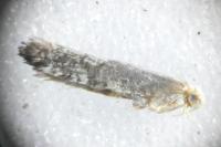 Argyresthia spinosella