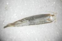 Argyresthia spinosella