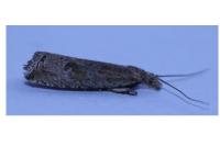 Bactra lancealana