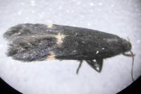 Oxypteryx atrella