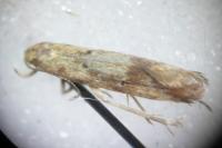 Brachmia blandella