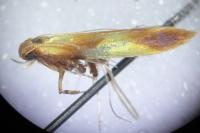Caloptilia robustella
