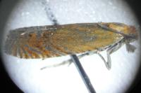 Lathronympha strigana