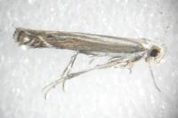 Isophrictis