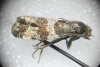 Lobesia abscisana