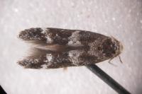 Mompha subbistrigella