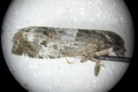 Notocelia