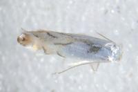 Phyllonorycter harrisella