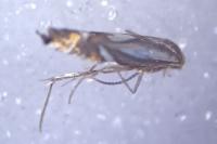 Phyllonorycter rajella