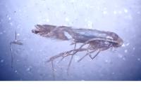 Phyllonorycter rajella