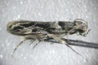 Recurvaria nanella