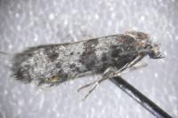 Scythropia crataegella