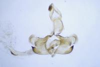 Coleophora albitarsella