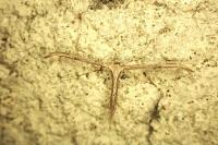 Emmelina monodactyla
