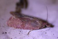 Celypha rosaceana