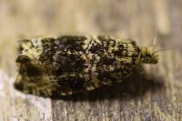 Celypha lacunana