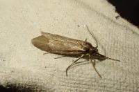 Diurnea lipsiella