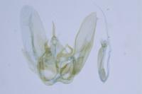 Hellinsia coniodactyla