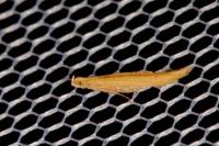 Batrachedra parvulipunctella