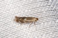 Bucculatrix maritima