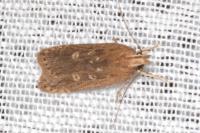 Helcystogramma triannulella