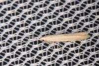 Coleophora glaucicolella