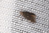 Aproaerema anthyllidella