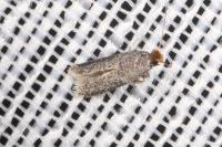 Trifurcula subnitidella