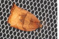 Archips podana