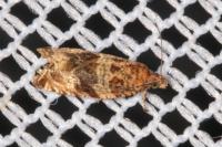 Celypha cespitana