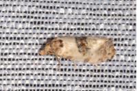 Neocochylis molliculana