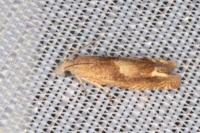 Eucosma conterminana