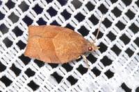 Pandemis heparana