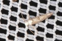 Paraswammerdamia albicapitella