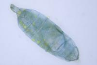 Bucculatrix maritima