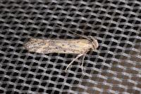 Metzneria hilarella