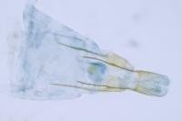 Metzneria hilarella