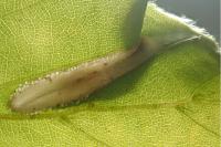 Phyllonorycter maestingella
