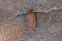 Agonopterix scopariella