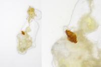 Depressaria douglasella